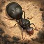 The Ants: Underground Kingdom (MOD Không QC)